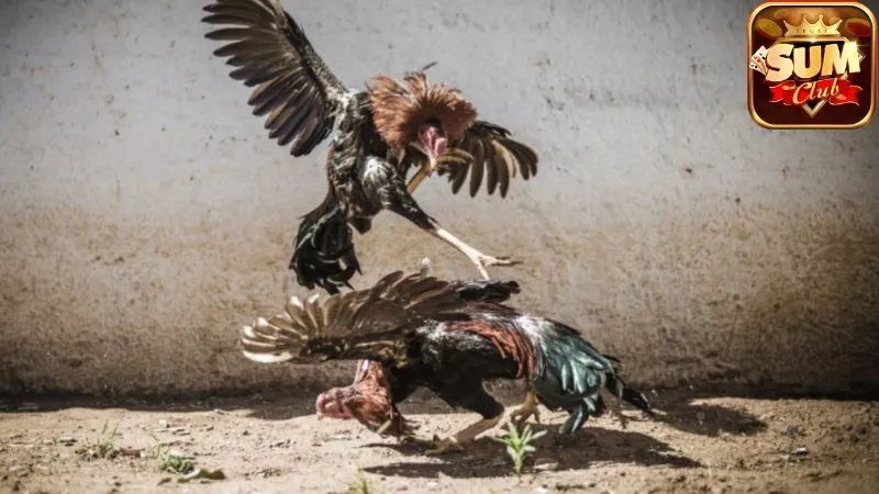 gioi-thieu-ve-da-ga-sumclub