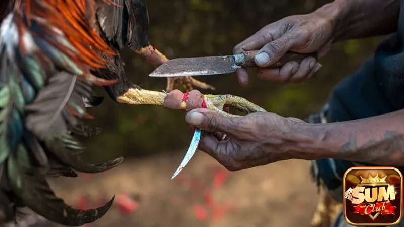 cac-tro-choi-tai-da-ga-sumclub