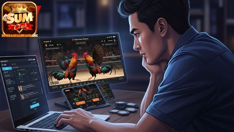 Trận đá gà hay Sumclub có gì hấp dẫn